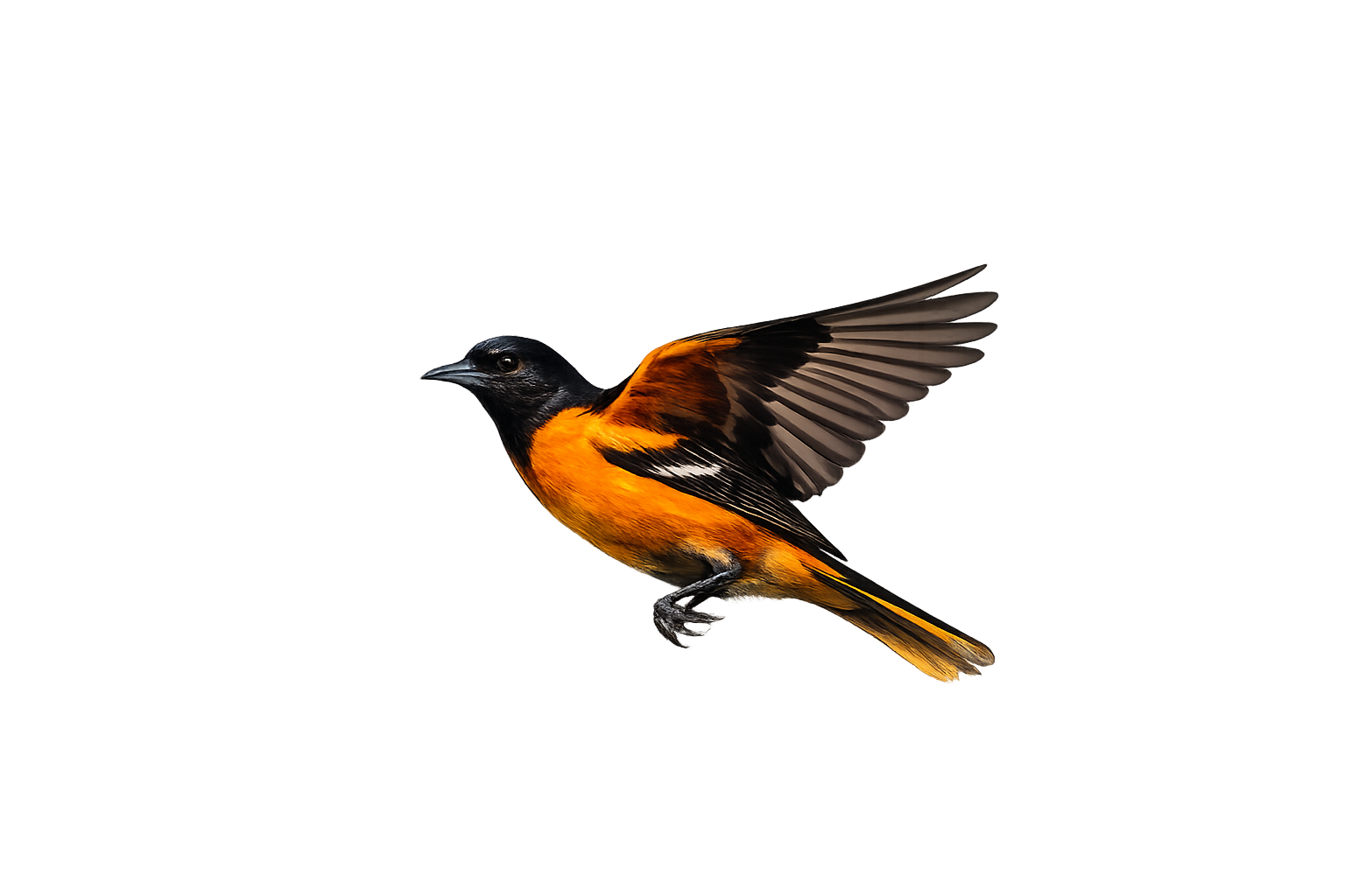 Baltimore Oriole